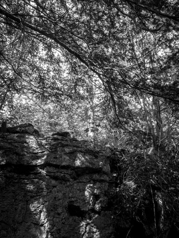 Eaves Wood, Silverdale, UK