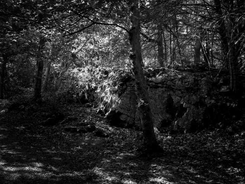 Eaves Wood, Silverdale, UK