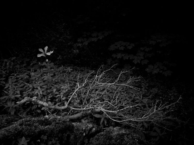 Warton Crag, Warton, UK