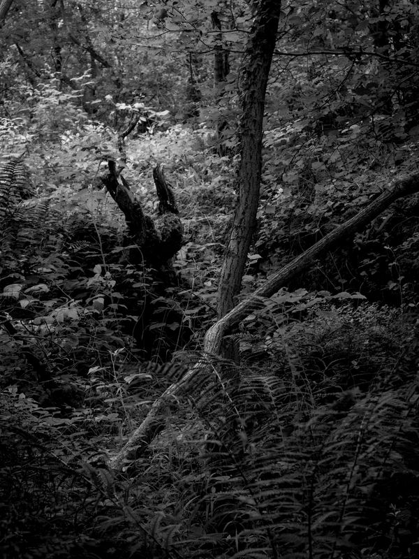 Warton Crag, Warton, UK