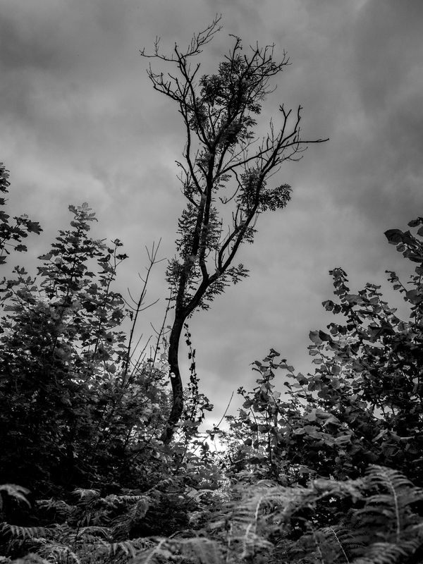 Warton Crag, Warton, UK