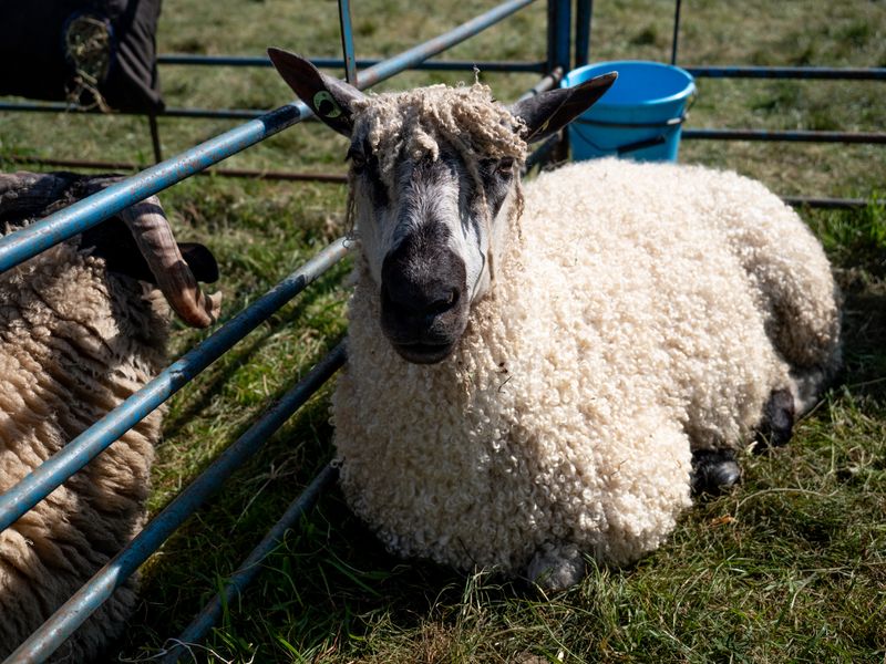 Keswick Show, Keswick, The Lake District, UK