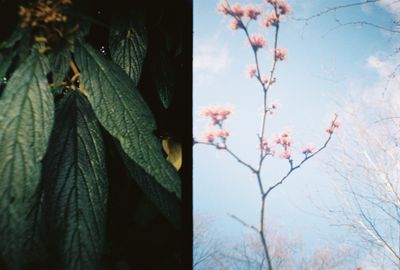 Diana Mini Sheffield