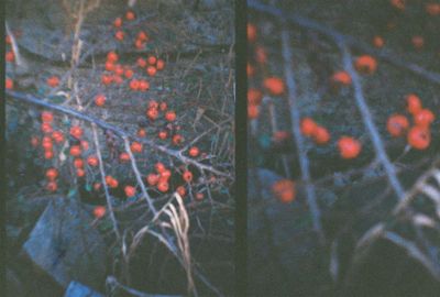 g13/64/477964/3/175320226.c8676b8d.JPEG