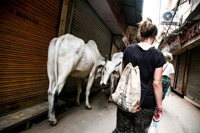 The Streets are Shared with Cows, Delhi, India