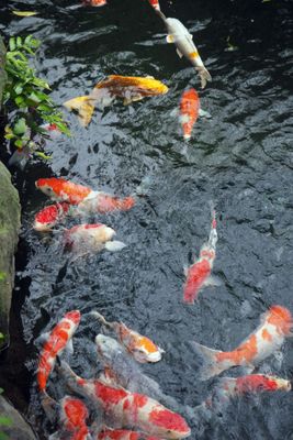 Koi, Tokyo, Japan