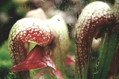 Botanical Edinburgh