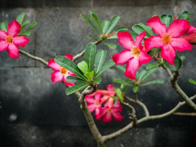 g13/64/477964/3/175390006.7d065f44.JPEG