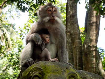 In Sarinbuana and to Ubud