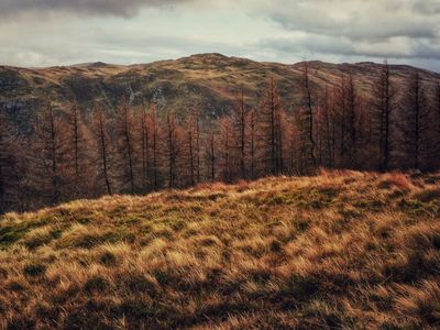 otherlandscape