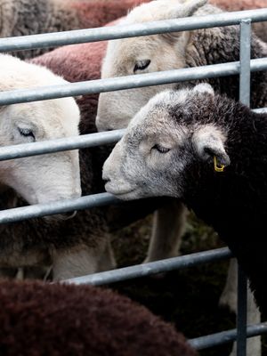 At The Show in Hawkshead