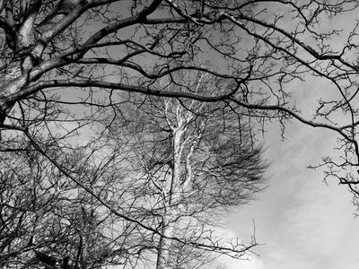 g13/64/477964/3/175492258.885b18b6.JPEG