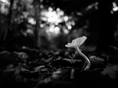 g13/64/477964/3/175493771.b78a7583.JPEG