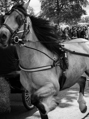 Appleby Horse Fair, Appleby-in-Westmorland, UK
