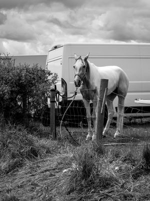 Appleby Horse Fair, Appleby-in-Westmorland, UK