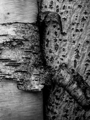 In The Trees It's Us We See [2024-2025]