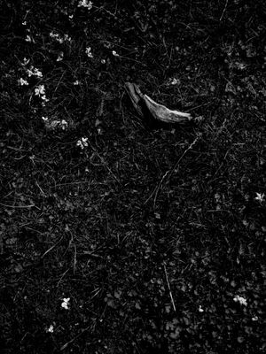 g13/64/477964/3/175557937.dc69d13a.JPEG
