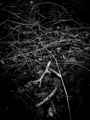 g13/64/477964/3/175597209.e3086300.JPEG