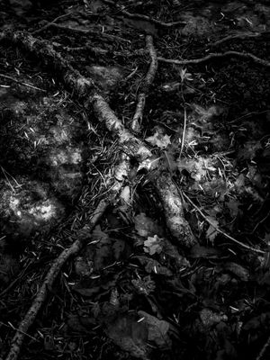 g13/64/477964/3/175597214.726e68a3.JPEG