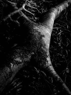 Roots [2025]