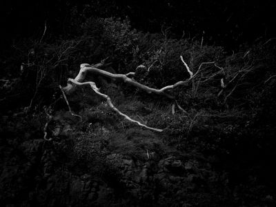 Roots [2025]