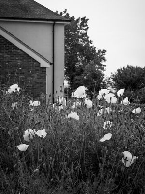 g13/64/477964/3/175617220.ac076d29.JPEG