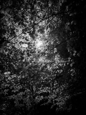 g13/64/477964/3/175689528.f8864f8a.JPEG