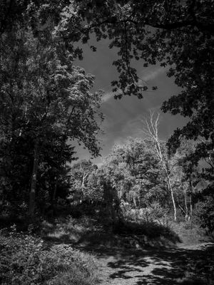 g13/64/477964/3/175689533.c8b450b1.JPEG