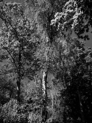 In The Trees It's Us We See [2024-]