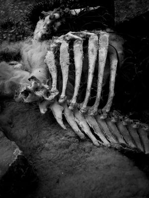Goredale Scar, near Malham, UK