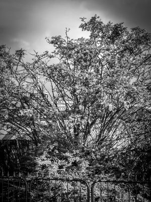 g13/64/477964/3/175817438.0a0d7290.JPEG