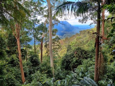 Dorrigo National Park