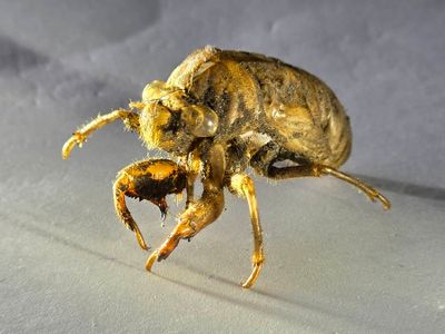 Cicada Shell