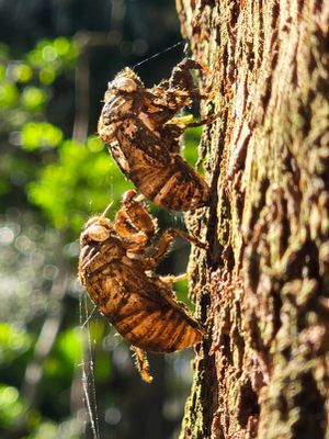 Cicada Shells - the sound of summer