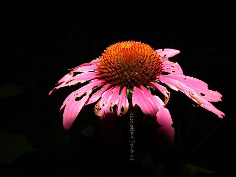 Cone Flower