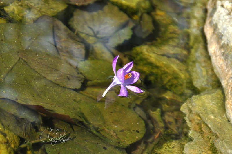 Floating Flower