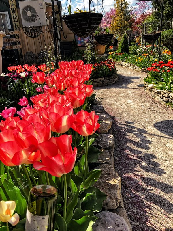 Tulip Season