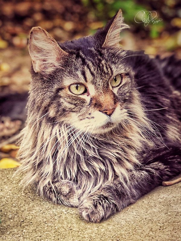 Spanky Enjoying the Outdoors