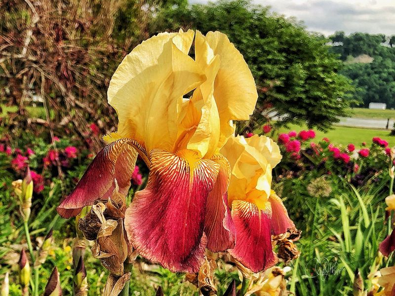 Iris 