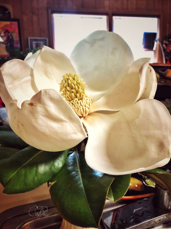 Magnolia
