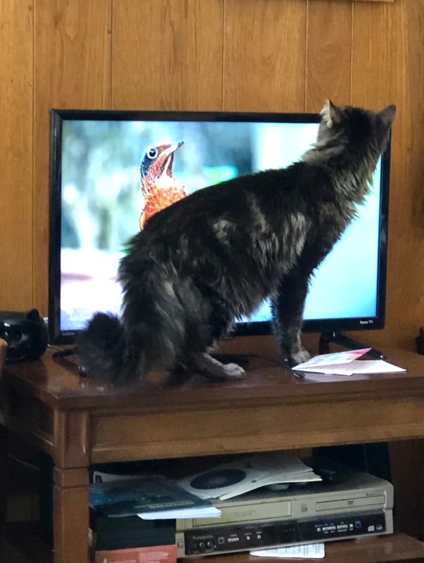 The Stand-Off