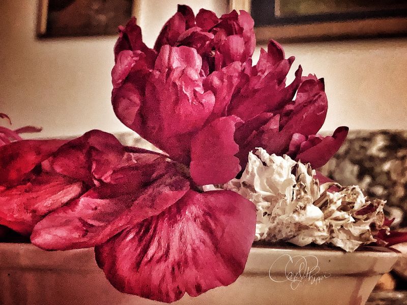 Wilting Peony