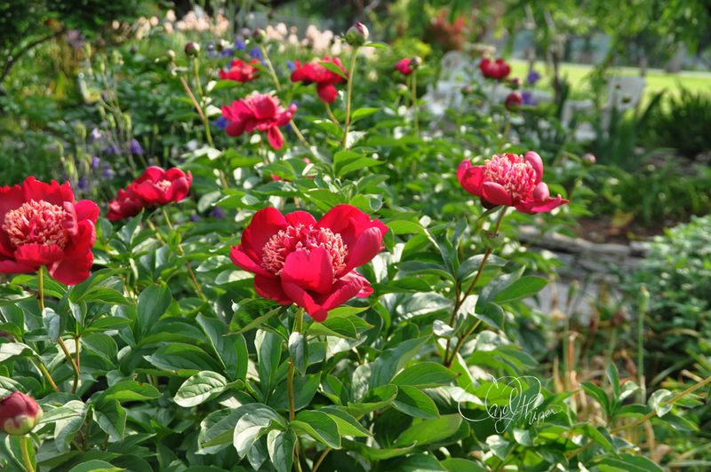 Lanthier Gardens