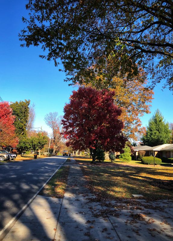 Gorgeous Day for a Walk