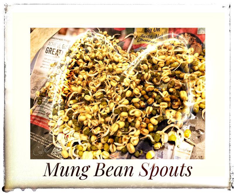 Spouting Mung Beans