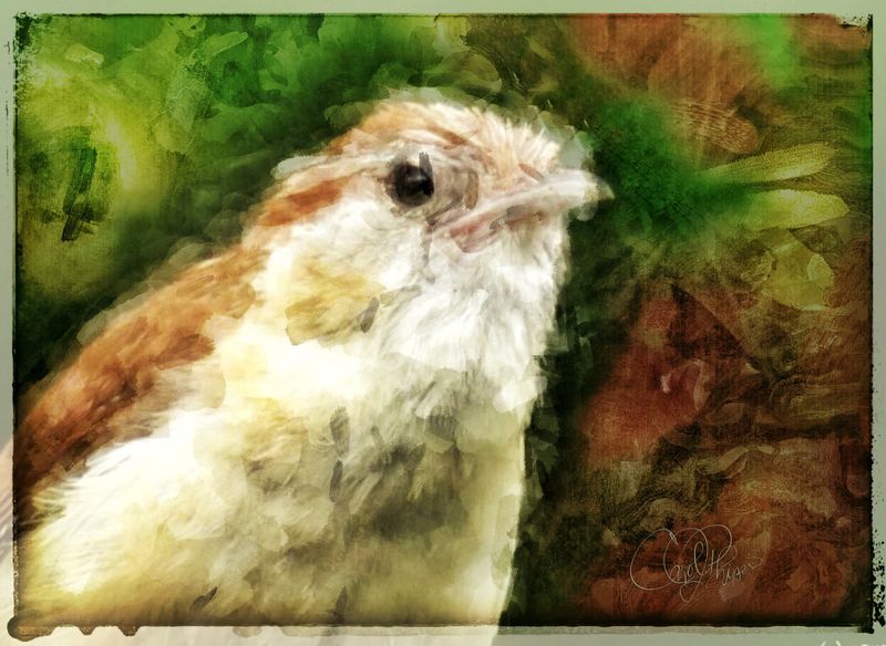 Garden-Wren