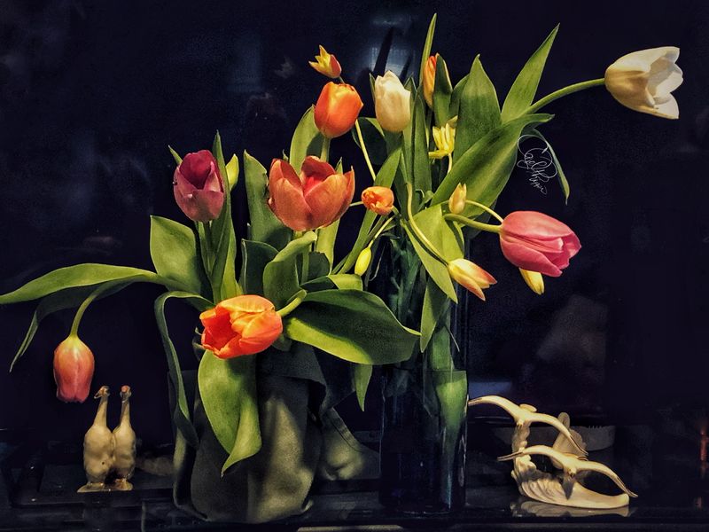 Luv Tulips