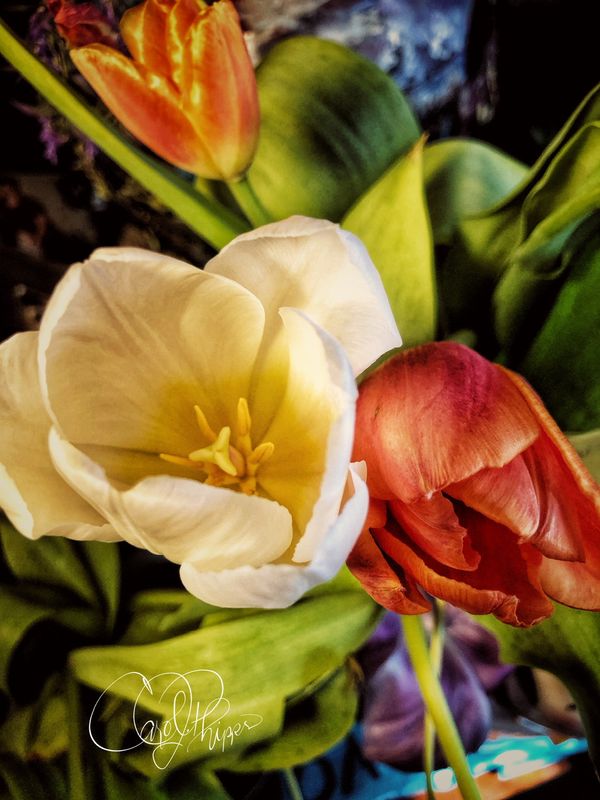 TulipsFORM & COLOR MAGIC