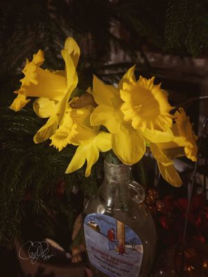 Perky Daffodils