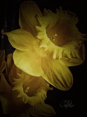 The Daffodil is in the Details